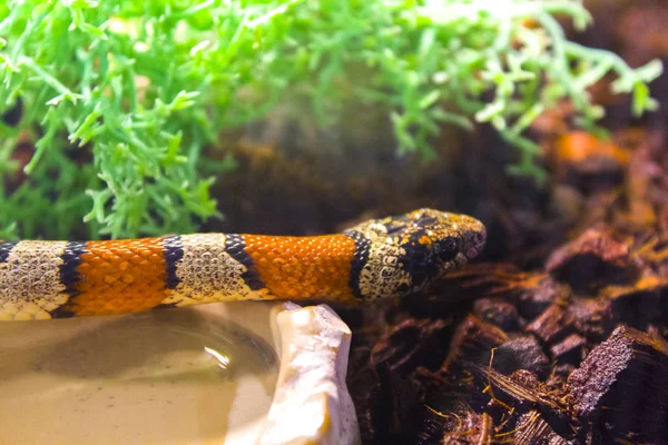 Terrarium sürüngen kafa yılan