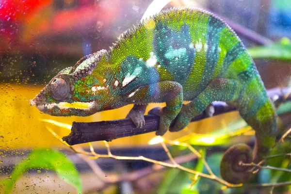 Green Chameleon Iguana Lizard — Stock Photo, Image