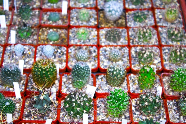 Piante Succulente Vaso Cactus — Foto Stock