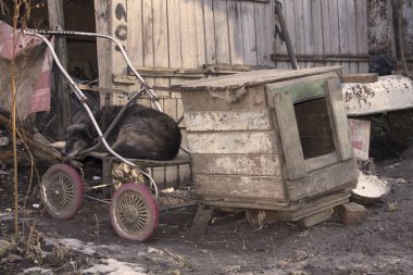 Çocuk arabası evde beslenen hayvan oturma köpek