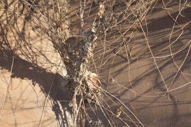 kuru dallar rustik arka plan bush