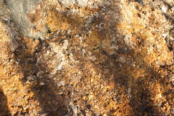 Текстура Древесных Опилок — стоковое фото