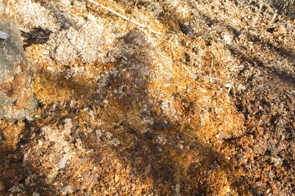 Ahşap talaş arka plan dokusu