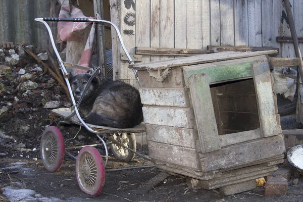 Hund Mit Kinderwagen — Stockfoto