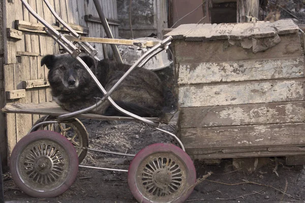 Anjing Duduk Hewan Peliharaan Pram — Stok Foto