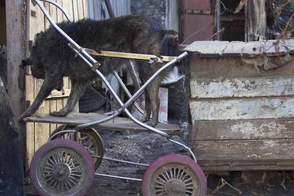 Hund Mit Kinderwagen — Stockfoto