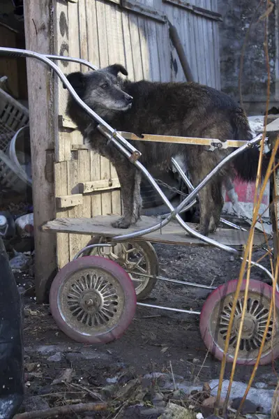 Dog Sitting Pram Pet — Stock Photo, Image