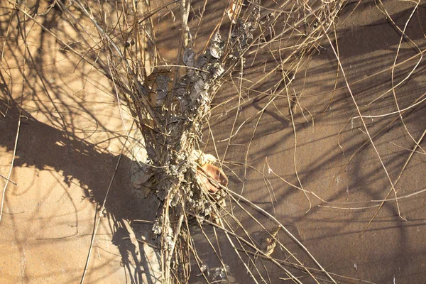 Dry Branches Bush Rustic Background — Stock Photo, Image