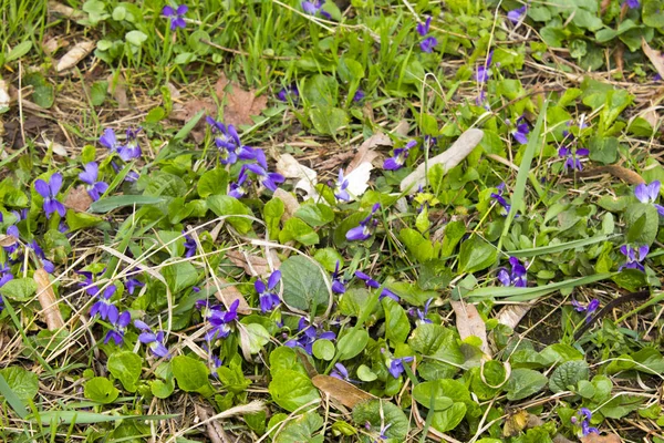 Bleu Sauvage Violette Plante Fleurs — Photo