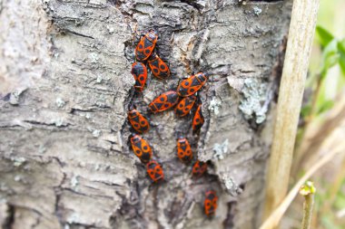 Pyrrhocoris apterus kırmızı beetle