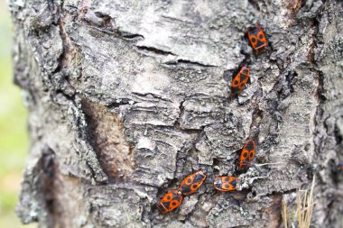 Pyrrhocoris apterus kırmızı beetle