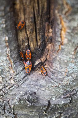 Pyrrhocoris apterus kırmızı beetle