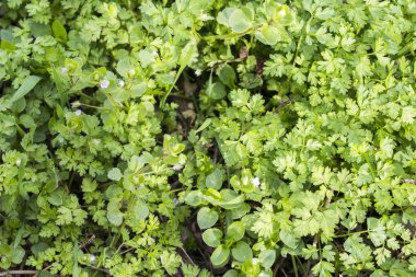 Doğa arka plan yeşil orman çim yaprakları