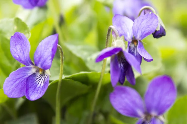 Planta Azul Flor Violeta Selvagem — Fotografia de Stock