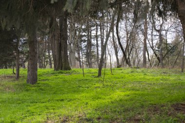 Bahar Orman ağaçları doğa arka plan