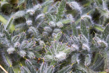 Bush Dulavratotu doğa bırakır