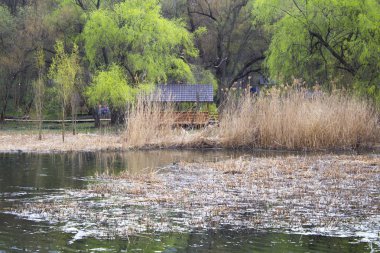 Göl Ağaç ülke bahar