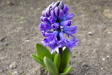 sümbül Mor çiçek bahar bitki