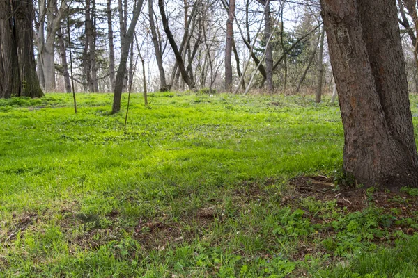 Bahar Orman ağaçları doğa arka plan