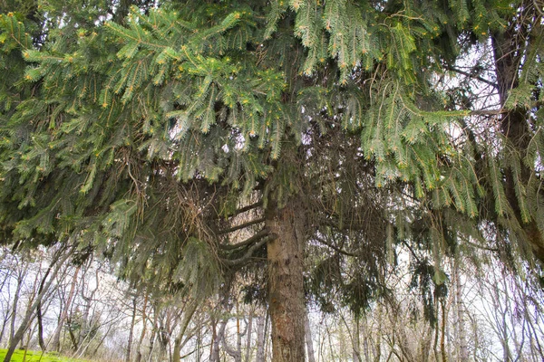 Pine Tree Větve Jedle — Stock fotografie