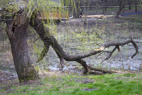 Jaro Jezero Země Strom — Stock fotografie