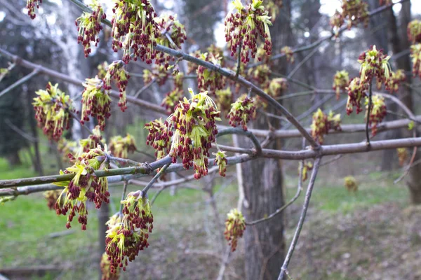 Primavera Árvore Pétalas Ramo — Fotografia de Stock