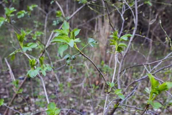 Spring Bush Leaves Nature — Stock Photo, Image