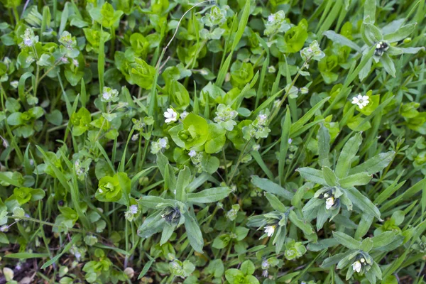 Trawa Zielony Las Liście Natura — Zdjęcie stockowe