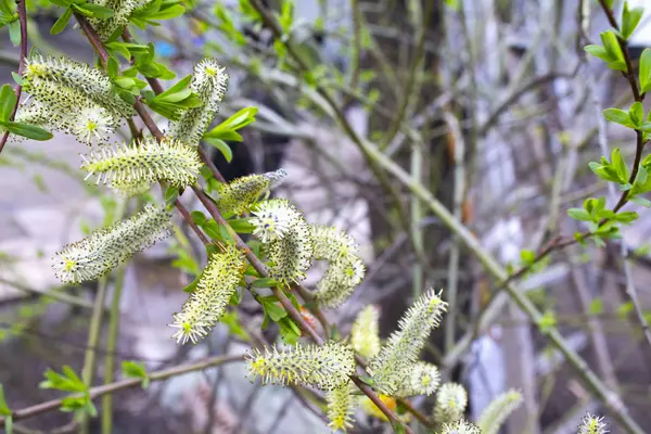 Primavera Árvore Pétalas Ramo — Fotografia de Stock