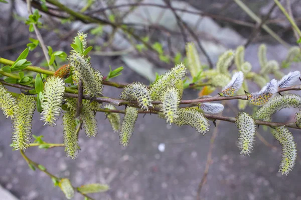 Albero Primaverile Ramo Petali — Foto Stock