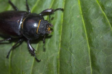 büyük siyah böceği böcek