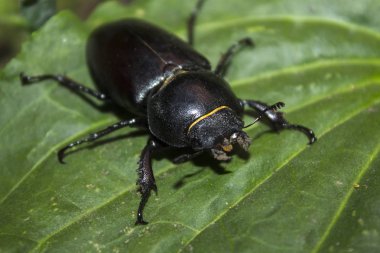 büyük siyah böceği böcek