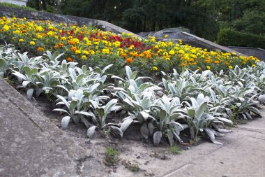 Güneşli bir günde, nonoş yaz çiçekleri bahçesi