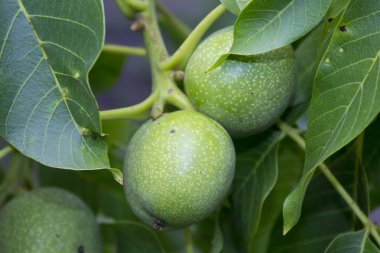 fındık şube bitki doğa