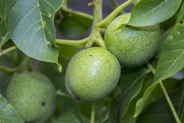 fındık şube bitki doğa