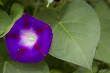 Mor sarmaşık Çiçek Bahçesi