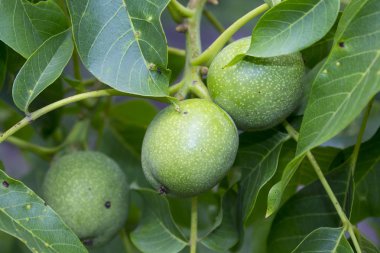 fındık şube bitki doğa