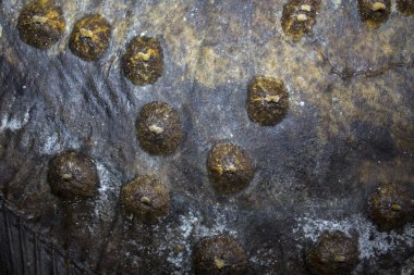  pisi pisi balığı balık deri arka plan dokusu