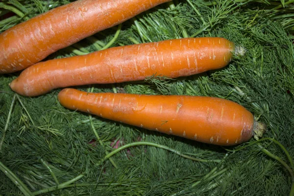 Cenoura Endro Folhas Legumes — Fotografia de Stock