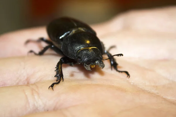 大きな黒いカブトムシ昆虫 — ストック写真