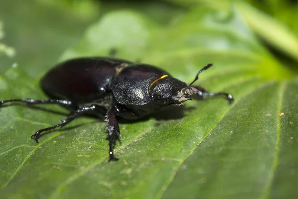 Insecto Escarabajo Negro Grande —  Fotos de Stock