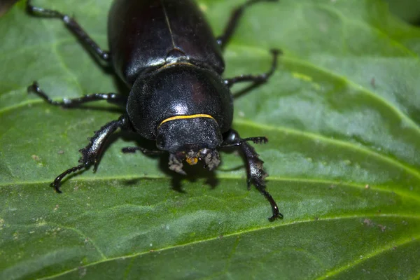 Gros Insecte Scarabée Noir — Photo