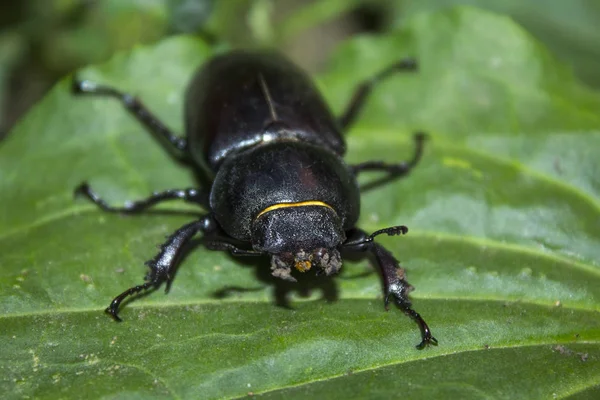大きな黒いカブトムシ昆虫 — ストック写真