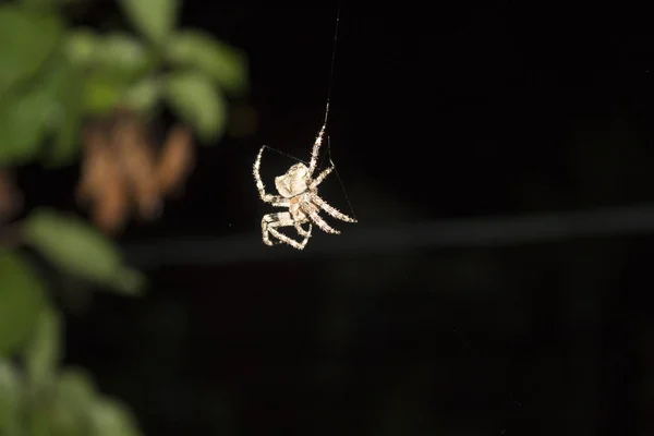 Griezelige Spin Spiderweb Nacht — Stockfoto