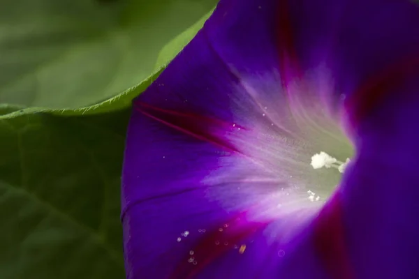 Фіолетовий Квітка Плюща — стокове фото