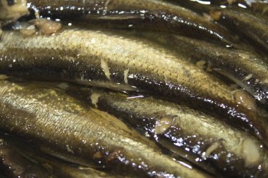 hamsi balık yemi kavanoz