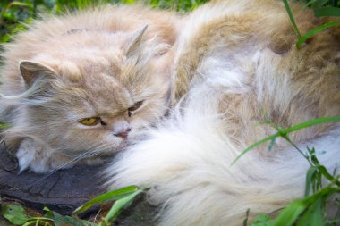 kabarık turuncu kedi uyku