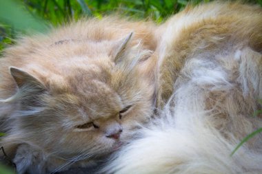 kabarık turuncu kedi uyku