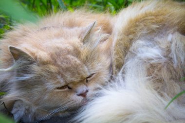 kabarık turuncu kedi uyku