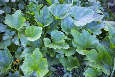 kabak çiçek bitki doğa